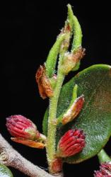 Fuscospora cliffortioides: a branchlet with two male and two female dichasia.
 Image: K.A. Ford © Landcare Research 2016 CC BY 3.0 NZ